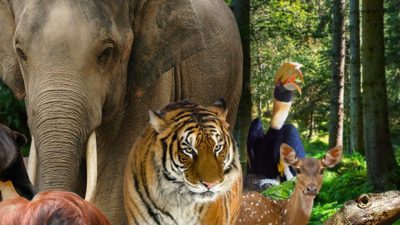 Sejarah Taman Margasatwa Ragunan